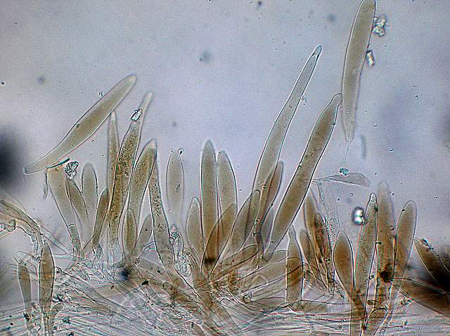 La  Flora  micologica  Alsaziana